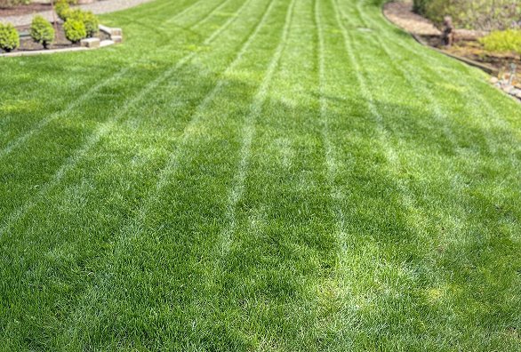 lawn maintenance img
