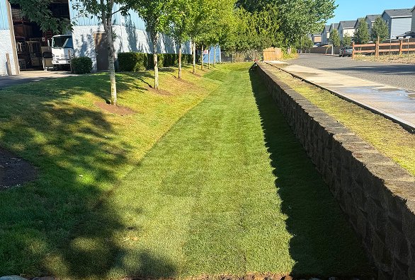 sod installation img